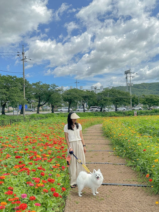 알록달록 백일홍 가득 핀 경주 분황사💛❤️ 