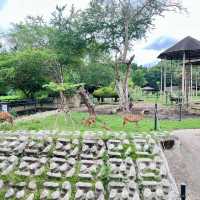 สวนสัตว์เปิดเขาเขียว 🌳 🐘🐒🦒🦓🦏🦜 🌳