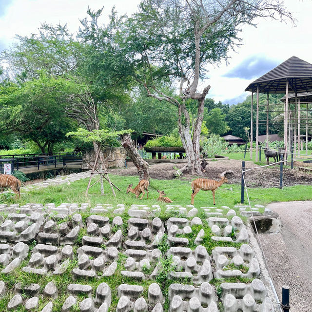 สวนสัตว์เปิดเขาเขียว 🌳 🐘🐒🦒🦓🦏🦜 🌳