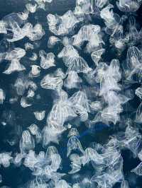 【日本東北】加茂水族館：世一水母水族館，深藍色水槽前夢幻打卡