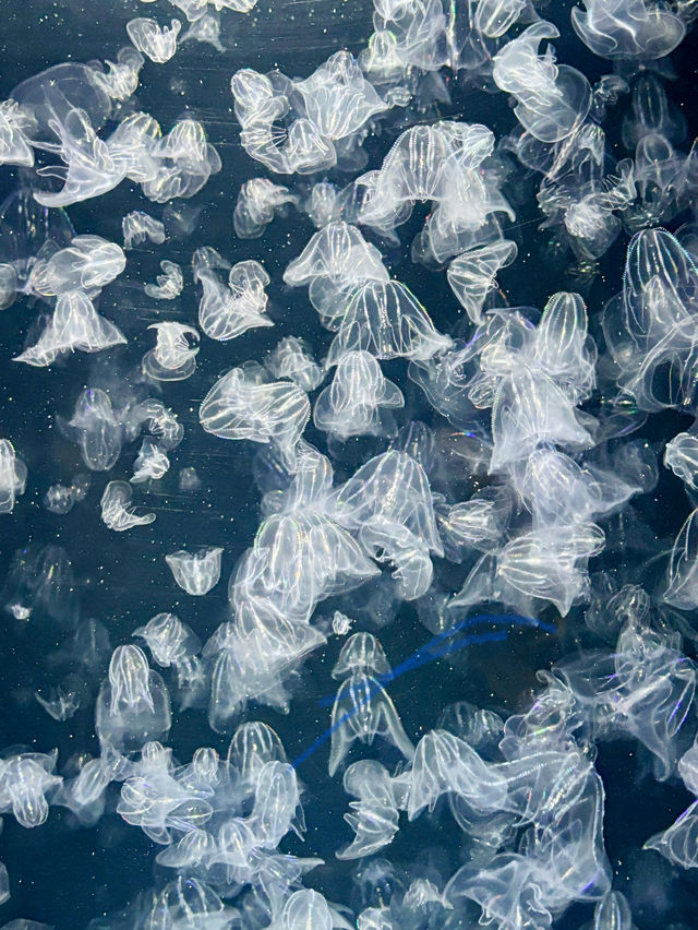 【日本東北】加茂水族館：世一水母水族館，深藍色水槽前夢幻打卡
