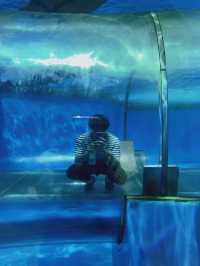 暑い夏は水族館で涼みませんか？まる1日楽しめる八景島シーパラダイス🐠🦭🫧【神奈川県】