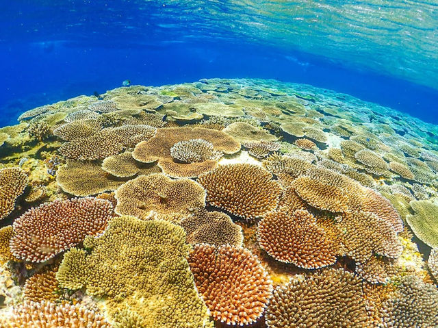 【沖縄 西表島】海亀🐢に綺麗な珊瑚！八重山諸島最強の海💓でお手軽シュノーケルツアー🏊‍♀️✨
