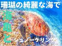 【沖縄 西表島】海亀🐢に綺麗な珊瑚！八重山諸島最強の海💓でお手軽シュノーケルツアー🏊‍♀️✨