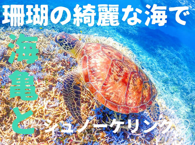 【沖縄 西表島】海亀🐢に綺麗な珊瑚！八重山諸島最強の海💓でお手軽シュノーケルツアー🏊‍♀️✨