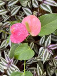 高知 / 朝ドラのモデル！牧野植物園
