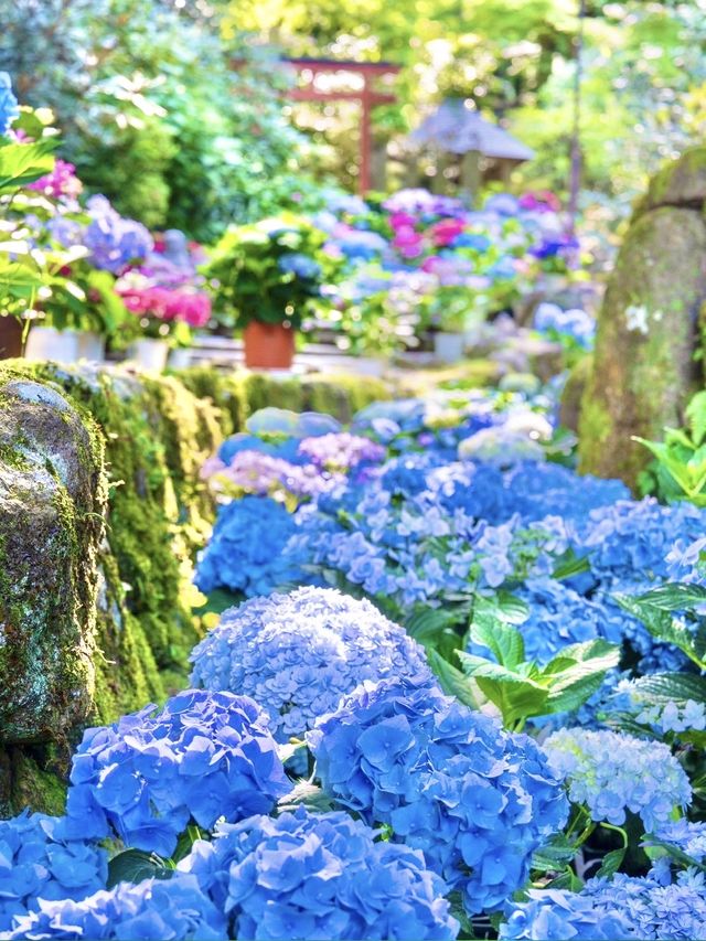 〜奈良県〜由緒あるお寺さん見られる紫陽花！絶景スポット