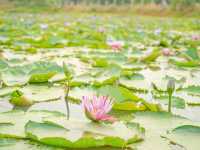 บ้านสวนธรรมชาติ จ.อยุธยา