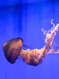 พาชมโลกใต้น้ำที่ Shanghai Ocean Aquarium 🇨🇳