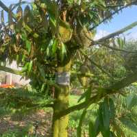 "Eco-Friendly Camping and Natural Beauty at Durian Ecolodge"