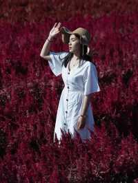 I Love Flower Farm สวนดอกไม้เชียงใหม่