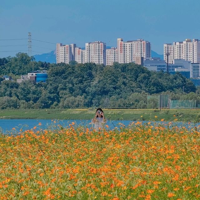 지금 가장 아름다운 남양주한강공원 삼패지구💛
