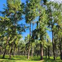 🌲สวนสนแม่แตง เชียงใหม่
