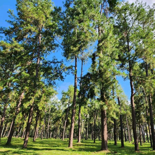 🌲สวนสนแม่แตง เชียงใหม่