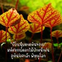 บีโกเนียดาดหินทราย มหัศจรรย์ดอกไม้ป่าหน้าฝน