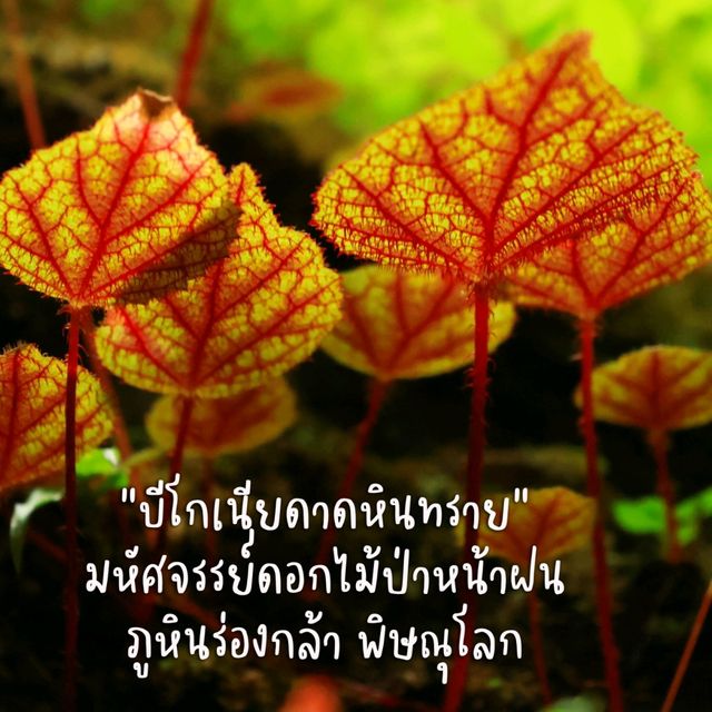 บีโกเนียดาดหินทราย มหัศจรรย์ดอกไม้ป่าหน้าฝน