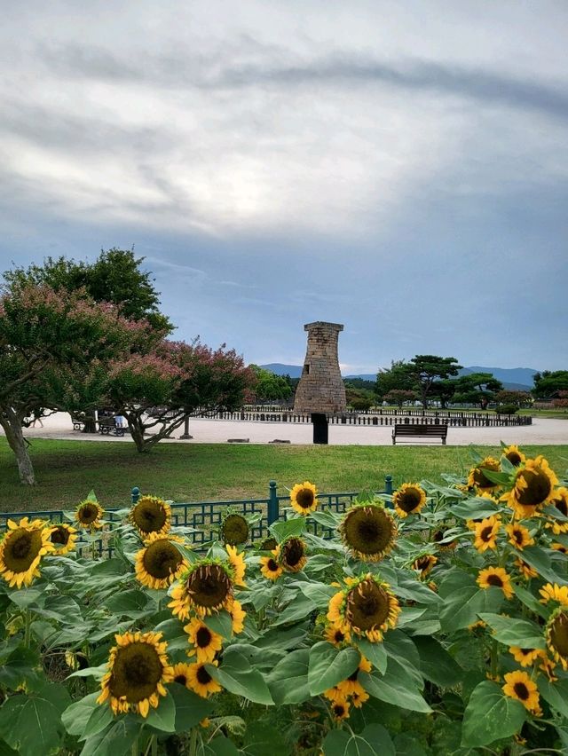 가을이 성큼 다가온 경주 첨성대 공원