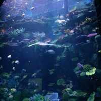 Sea Life Bangkok Ocean World