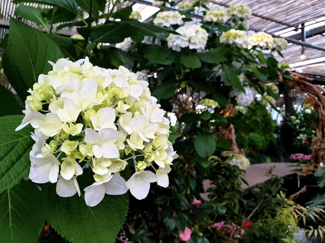 동백꽃을 볼 수 있는 수목원 까멜리아 힐