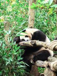 Get Close with Cute Panda in Chengdu Panda Base