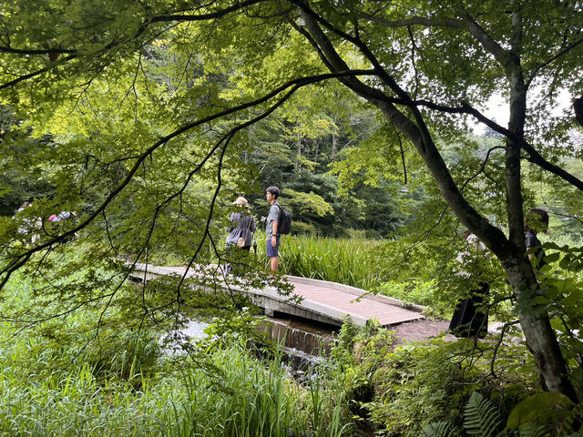 自然に触れてリフレッシュ 雲場池@軽井沢🌳