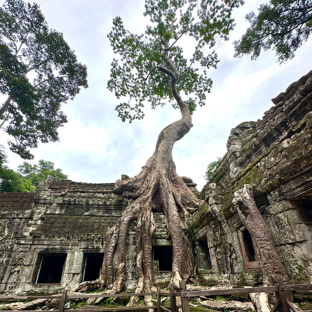 【カンボジア/シェムリアップ】自然と遺跡が融合した神秘的なタプローム寺院
