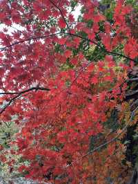 Fresh air and smell of pine trees in Bukhansan forest