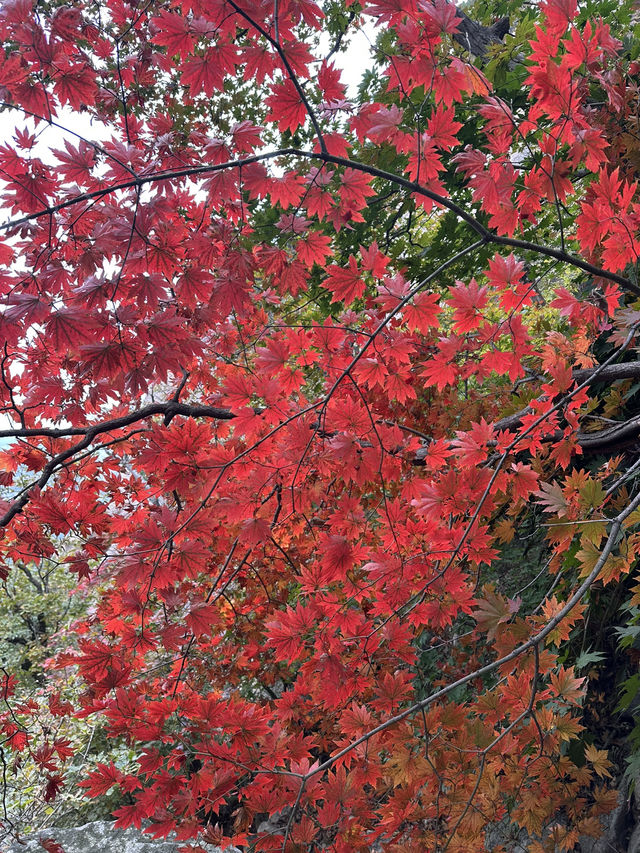 Fresh air and smell of pine trees in Bukhansan forest