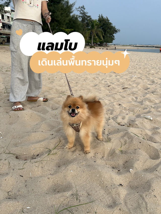 พาน้องหมามาเดินเล่นทะเล🐶🏖️