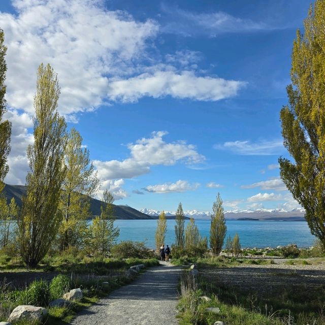 紐西蘭南島Lake Tekapo ～好美