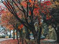 新北｜拱北殿賞楓