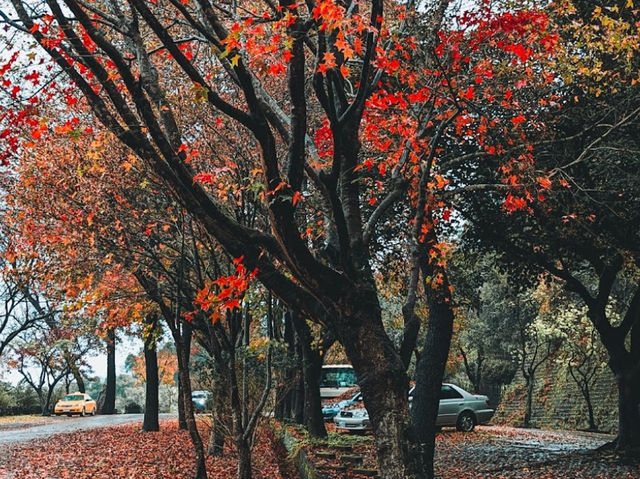 新北｜拱北殿賞楓