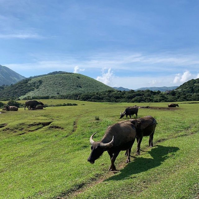 Exploring Yang Ming Shan with a Local Guide 
