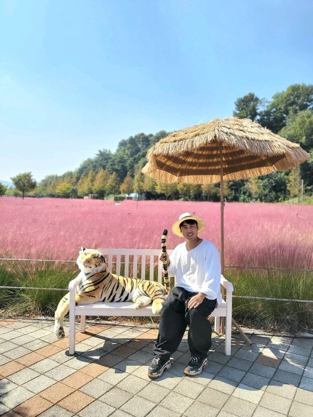 핑크뮬리 탑티어는 역시 합천