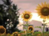 Sundarapandipuram Sunflowers: A Golden Paradise in Tamil Nadu 🌻