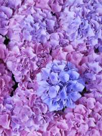 名古屋愛知縣：紫陽花之里