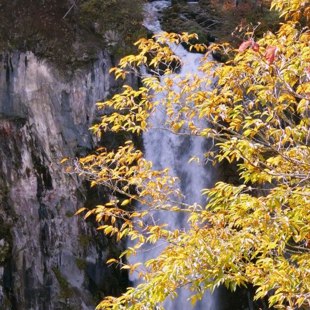 紅葉の季節になりました🍂