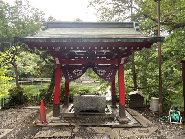 【吉祥寺🇯🇵】井の頭恩賜公園🦢🌳