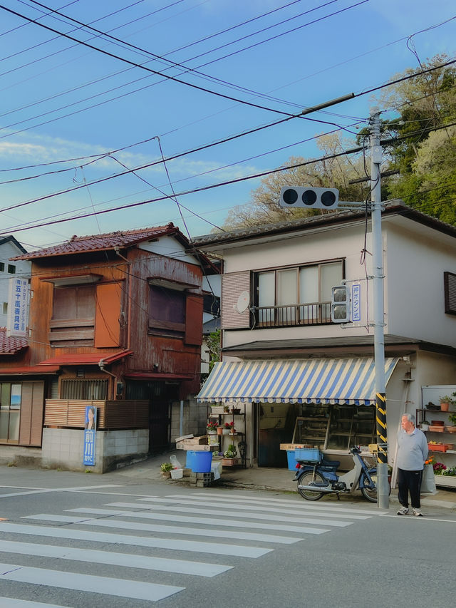 일본 가마쿠라🇯🇵 산책하기 좋은 가마쿠라🩵