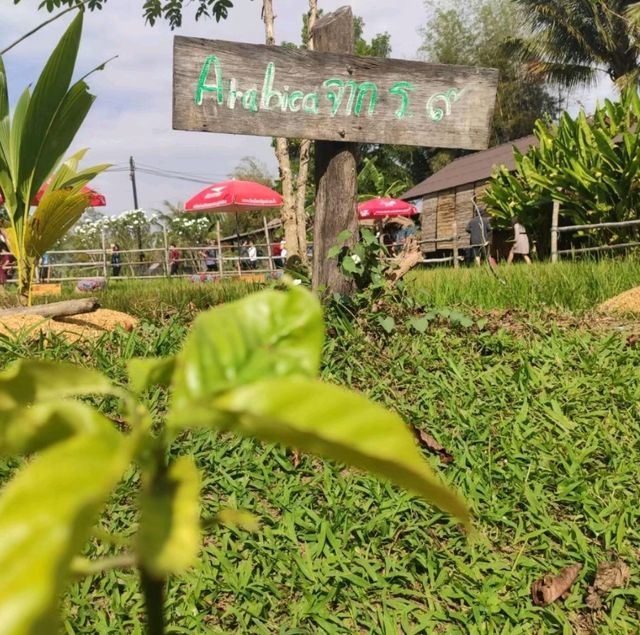 กาแฟกลางธรรมชาติ | โรงคั่วกาแฟ วังน้ำเขียว