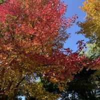 秋の九州大自然満喫プラン🍂