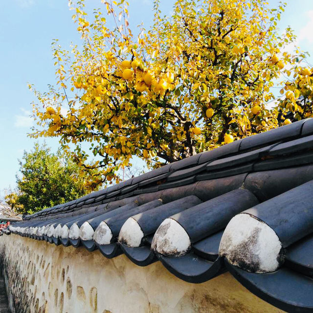 ฤดูใบไม้ร่วงในเกาหลีใต้🍂🍁(โซล & จินจู)