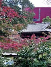 【北九州旅行】 小倉城庭園アフタヌーンティー