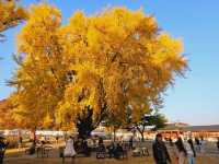 The almighty old gingko tree turns yellow at Gyeongbukgung
