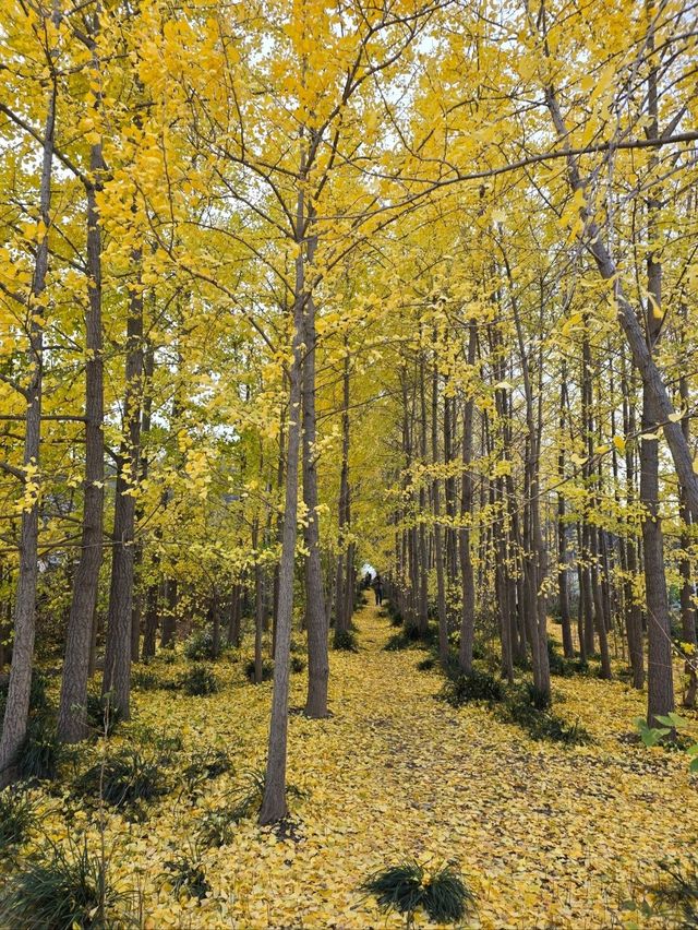 밀양의 숨은명소 암새들 은행나무숲💛