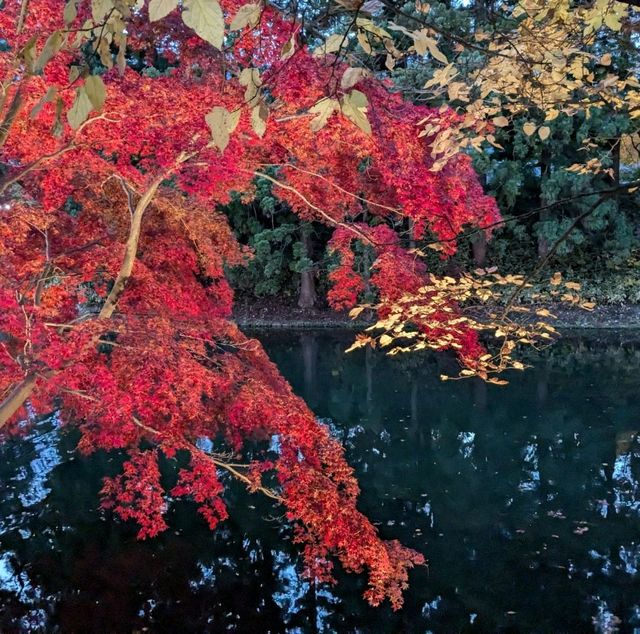 弘前城渡船賞夜楓，燈火楓紅醉是浪漫