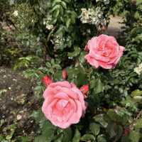 Werribee rose garden