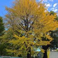 Ueno Park2024