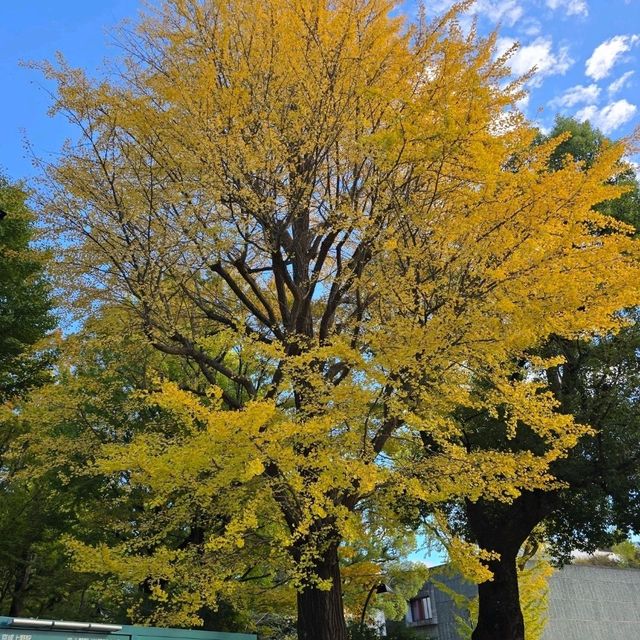 Ueno Park2024