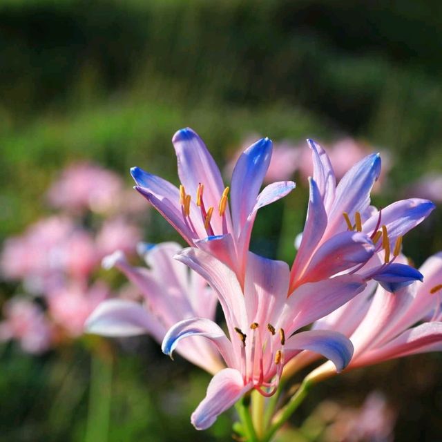 紅藍石蒜